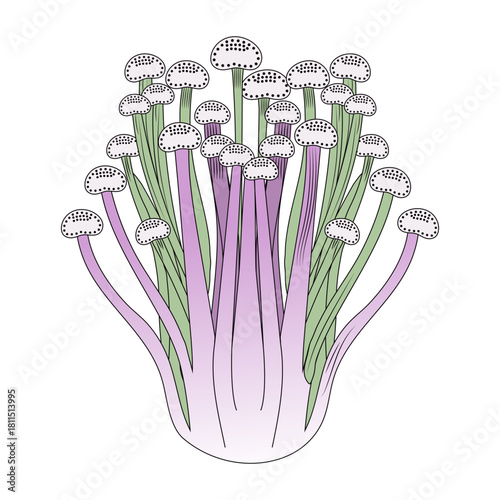 A vintage style illustration showing enoki mushroom