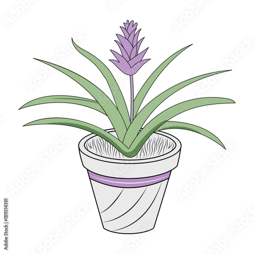 A vintage style illustration showing aloe vera