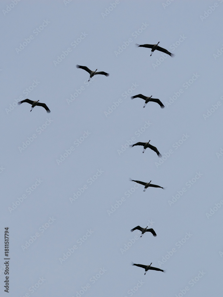 Fototapeta premium Kraniche fliegen am Himmel