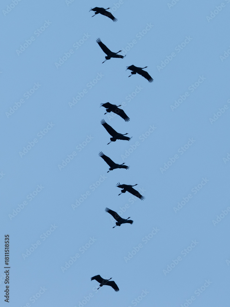Fototapeta premium Kraniche fliegen am Himmel