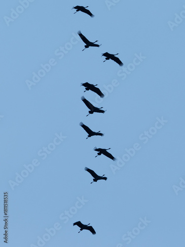 Kraniche fliegen am Himmel