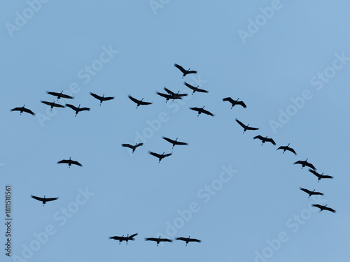 Kraniche fliegen am Himmel