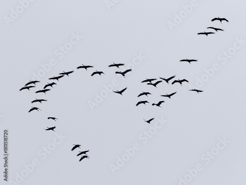 Kraniche fliegen am Himmel