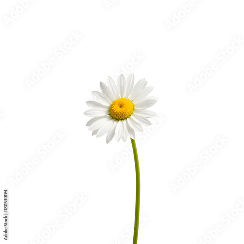 Wallpaper Mural Minimalist chamomile flower in bright light, purity and simplicity Torontodigital.ca