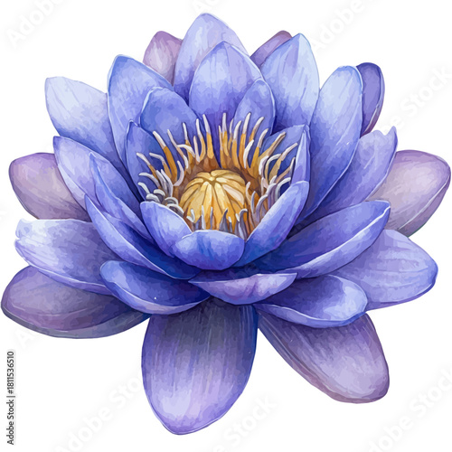 Water Lily Flower, watercolor drawing vector, isolated on a white background.