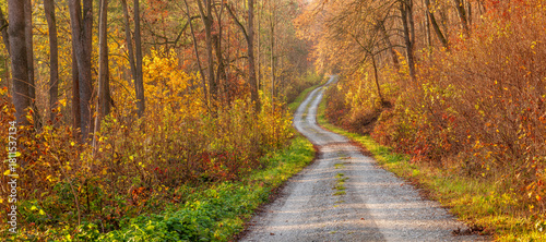 Panorama of Dirt Road through Colourful Sunny Forest in Autumn	