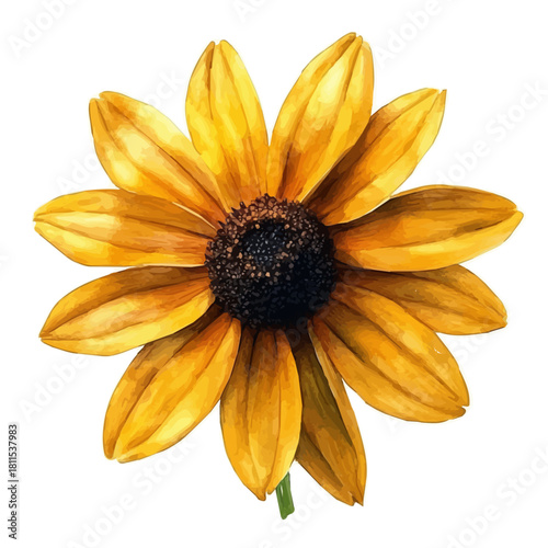 Rudbeckia Flower, watercolor painting vector, isolated on a white background.