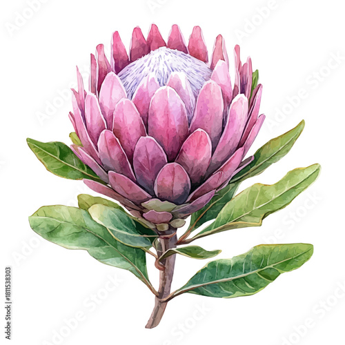 Protea Flower, watercolor illustration vector, isolated on a white background.