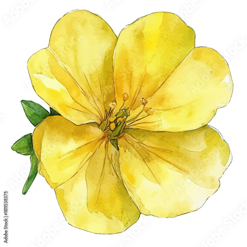 Primrose Flower, watercolor drawing vector, isolated on a white background.