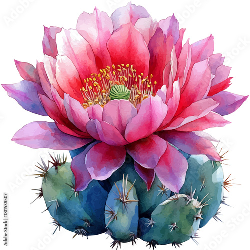 Parodia Flower, watercolor illustration vector, isolated on a white background.