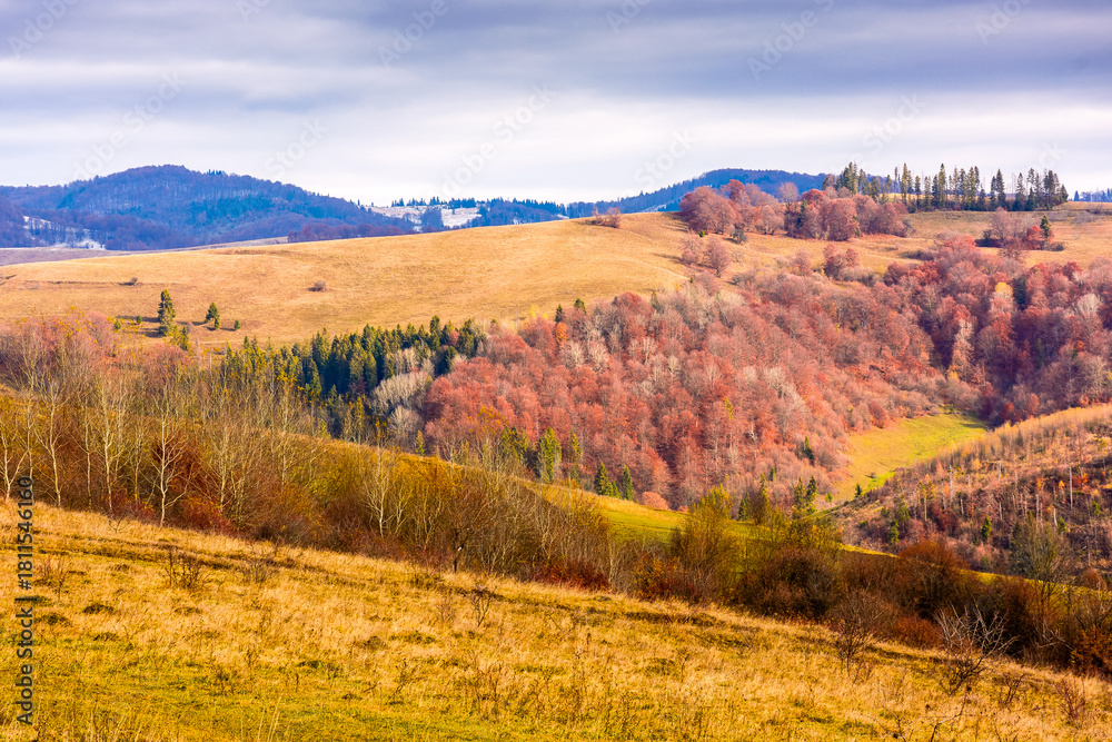 Fototapeta premium countryside mountain landscape in autumn. carpathian alps of ukraine. beautiful place of transcarpathia. scenery with forest on rolling hills. beauty in nature and rural europe sustainability concept
