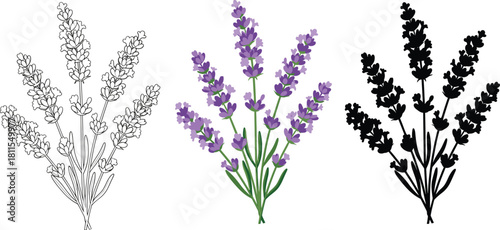 Lavender Flower Bouquet Icon Set - Outline, Color, and Silhouette Vector