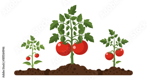 Stages of vibrant tomato plant growth illustrated, from sprouting seedlings to lush foliage and abundant ripe red fruits, representing healthy organic gardening