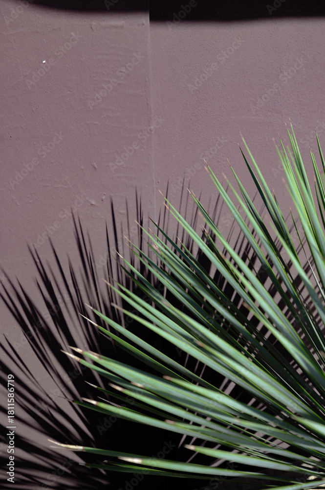 Obraz premium Decorative plant with long narrow leaves, close-up botanical detail.