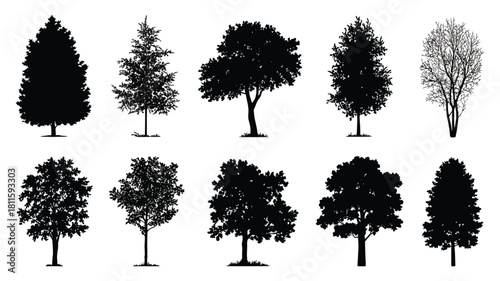 Deciduous and coniferous tree silhouettes