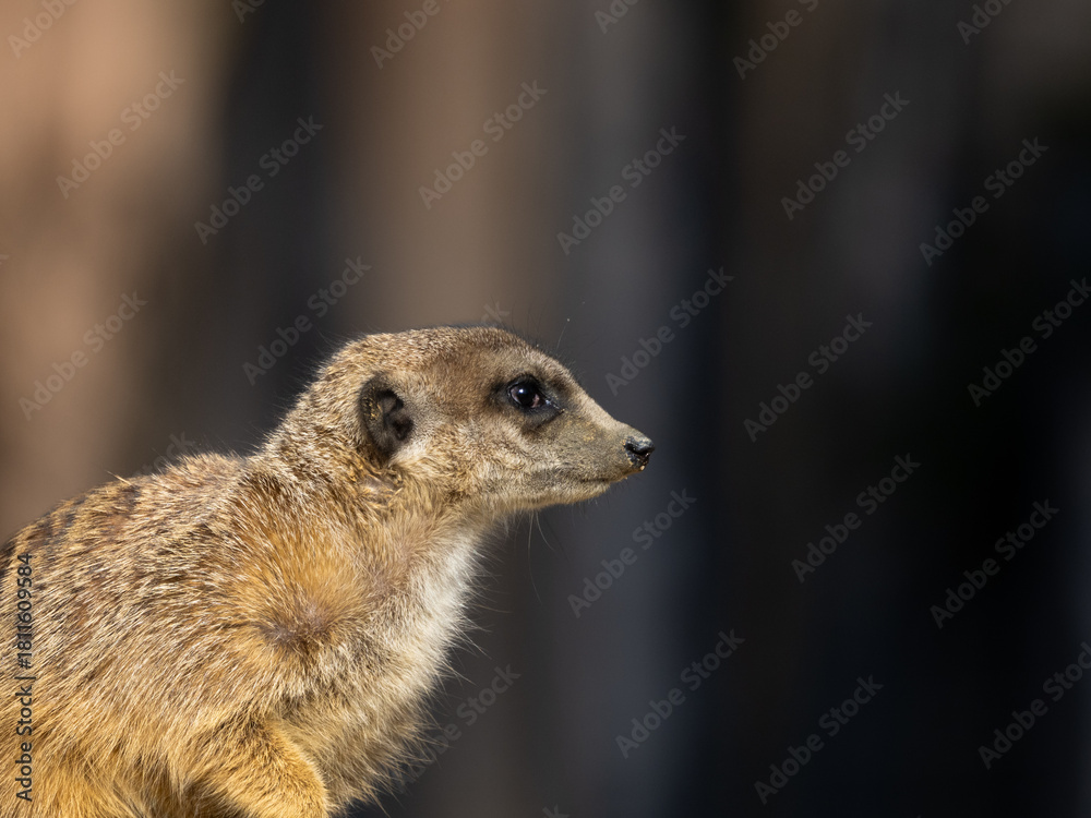 Fototapeta premium Meerkats