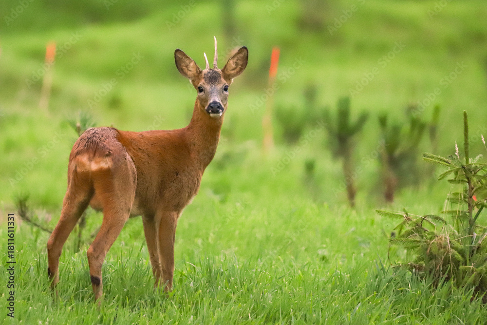 Fototapeta premium Chevreuil dans la forêt