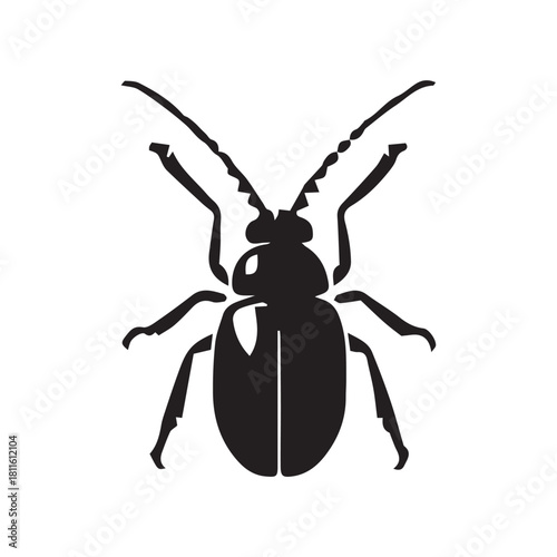 black beetle isolated on white background