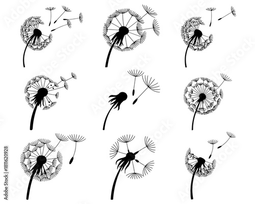 Collection of black and white dandelion seed heads with flying seeds