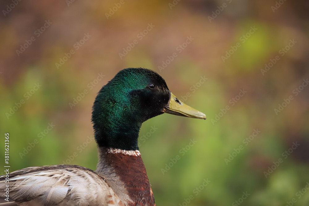 Obraz premium Canard colvert mâle