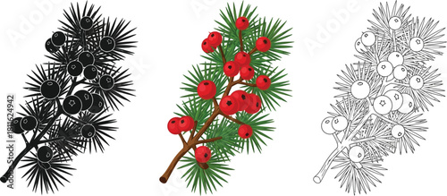 Set of three juniper or pine branch illustrations with berries in color, black and outline