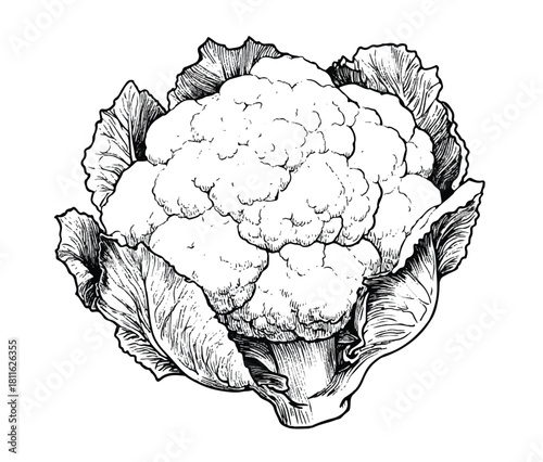 Detailed black and white drawing of a fresh cauliflower head