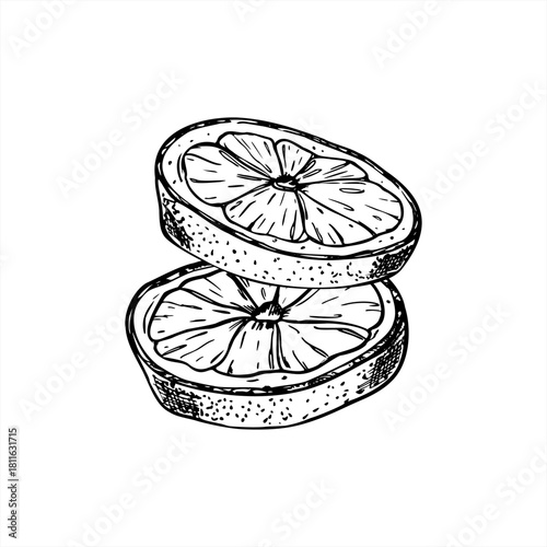 Vector two cutting citrus slices isolated illustration painted by black inks. Lemon, orange or lime slice etching drawing. Falling ripe fruit pieces realistic graphic sketch for beverage decor