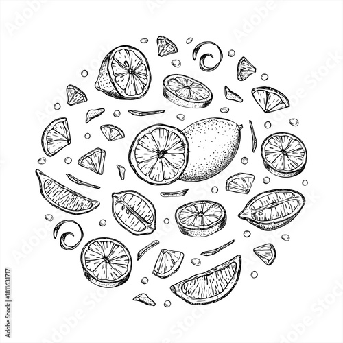 Vector lemon or lime illustration in round shape. Monochrome tropical fruits line art black ink sketch. Etching drawing of juicy ingredients for summer drink decor, healthy food, cafe menu