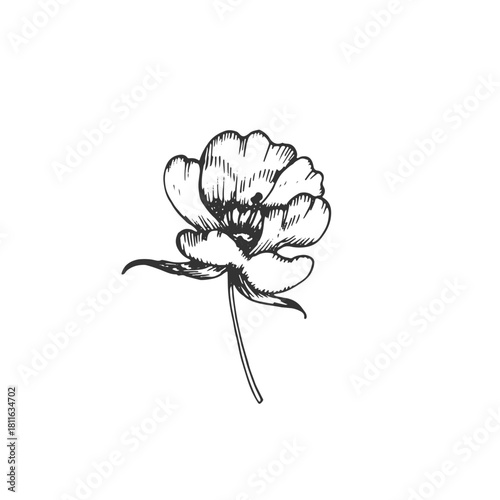 Rosehip flower vector illustration, hand-drawn in ink. Graphic sketch isolated on a white background. Design element for tea labels, cosmetics, cards, and invitations.