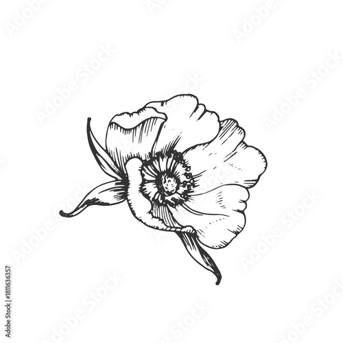 Rosehip flower vector illustration, hand-drawn in ink. Graphic sketch isolated on a white background. Design element for tea labels, cosmetics, cards, and invitations.