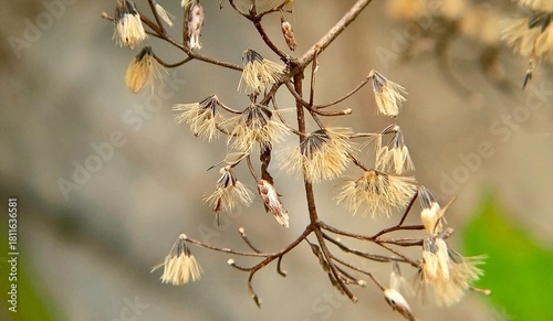 Delicate white blossoms hang lightly from slender branches, glowing softly against a blurred natural background. Calm, airy, and poetic, the scene captures the quiet beauty of nature in a gentle momen