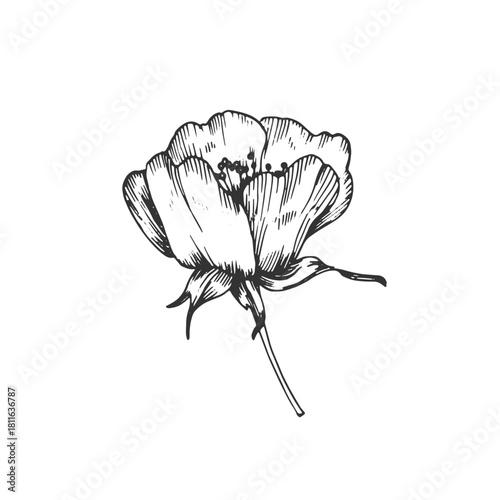 Rosehip flower vector illustration, hand-drawn in ink. Graphic sketch isolated on a white background. Design element for tea labels, cosmetics, cards, and invitations.