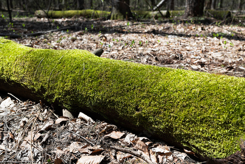 Tree trunk covered with green moss in autumn.
