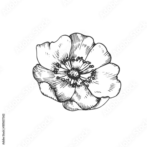 Rosehip flower vector illustration, hand-drawn in ink. Graphic sketch isolated on a white background. Design element for tea labels, cosmetics, cards, and invitations.