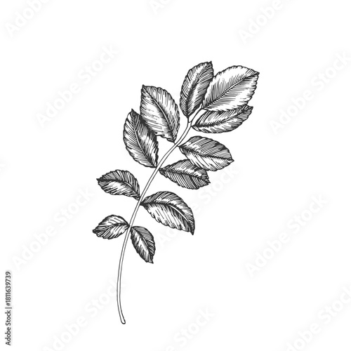 Rosehip leaf vector illustration, hand-drawn in ink. Graphic sketch isolated on a white background. Design element for tea labels, cosmetics, cards, and invitations.