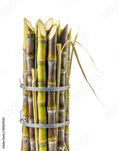 Bundle of Whole Uncut Sugar Cane Stalks Isolated Cutout Transparent PNG