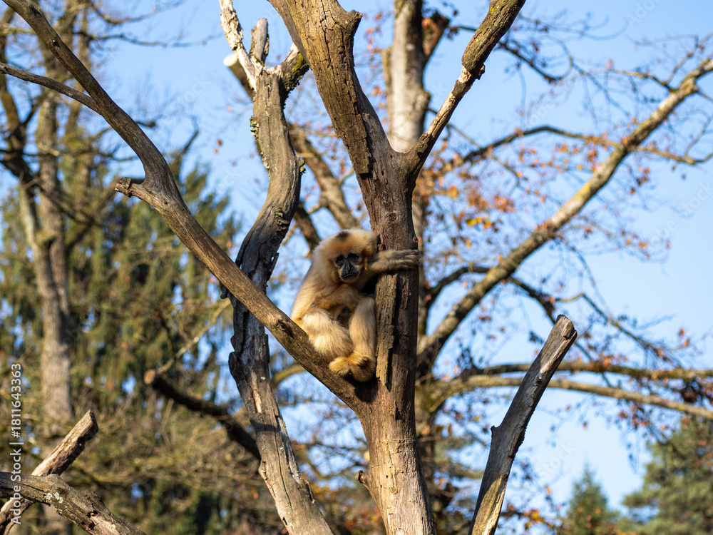 Obraz premium Gibbon