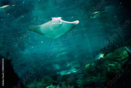 New Orleans, Louisiana, United States, July 20, 1995. An eagle ray, one of wonders of the Audubon Aquarium.It is a cartilaginous fish, similar to rays. It has a rounded snout and broad lateral fins