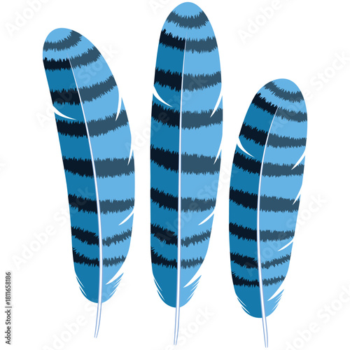blue jay feather vector drawing.