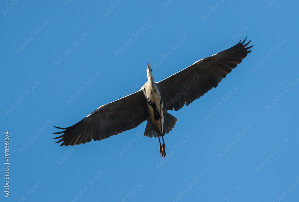Fototapeta premium Majestic bird soaring gracefully against a clear blue sky in a serene natural environment