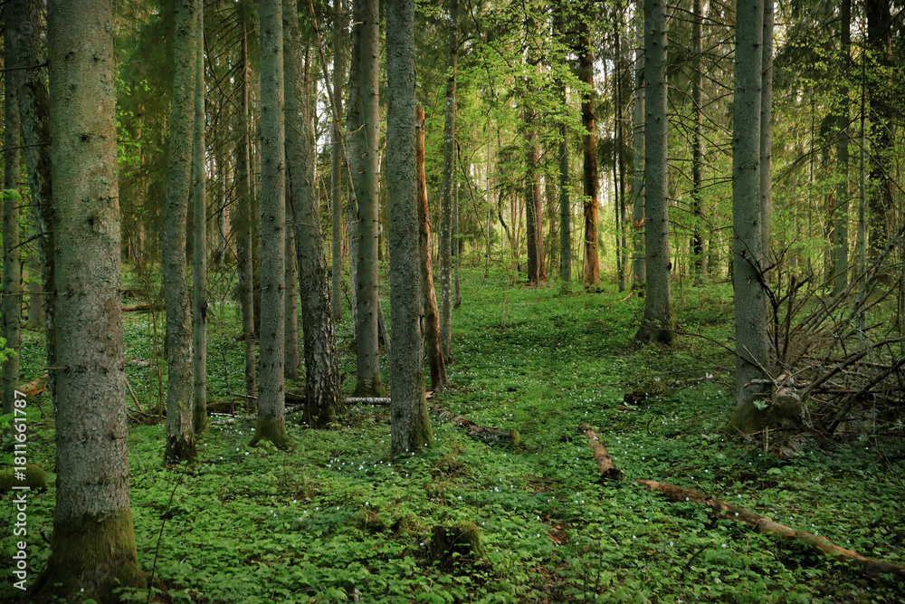 Fototapeta premium Lush green forest with tall trees and vibrant undergrowth creating a serene atmosphere