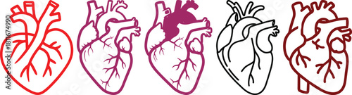 Anatomical heart icon set.Human anatomy internal organ set with brain lung intestine heart kidney liver and stomatch.Healthy Cardiovascular Organ Symbol Collection on White Background and red.