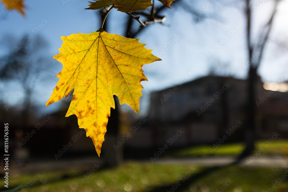 Fototapeta premium Yellow leaf on a branch . Autumn concept