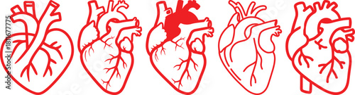 Anatomical heart icon set.Human anatomy internal organ set with brain lung intestine heart kidney liver and stomatch.Healthy Cardiovascular Organ Symbol Collection on White Background and red.