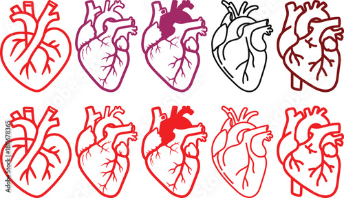 Anatomical heart icon set.Human anatomy internal organ set with brain lung intestine heart kidney liver and stomatch.Healthy Cardiovascular Organ Symbol Collection on White Background and red.