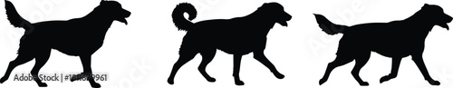 Silhouettes of walking dogs in motion sequence, canine walking posture, pet movement collection, black dog vector illustration for design use