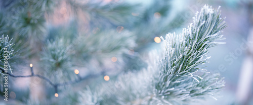 Pine branches in winter with frozen hoarfrost. Horizontal close-up of a natural christmas tree outdoors.