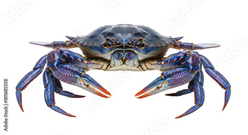 Foto Isolated blue crab on a clean backdrop, vibrant colors and detailed claw texture