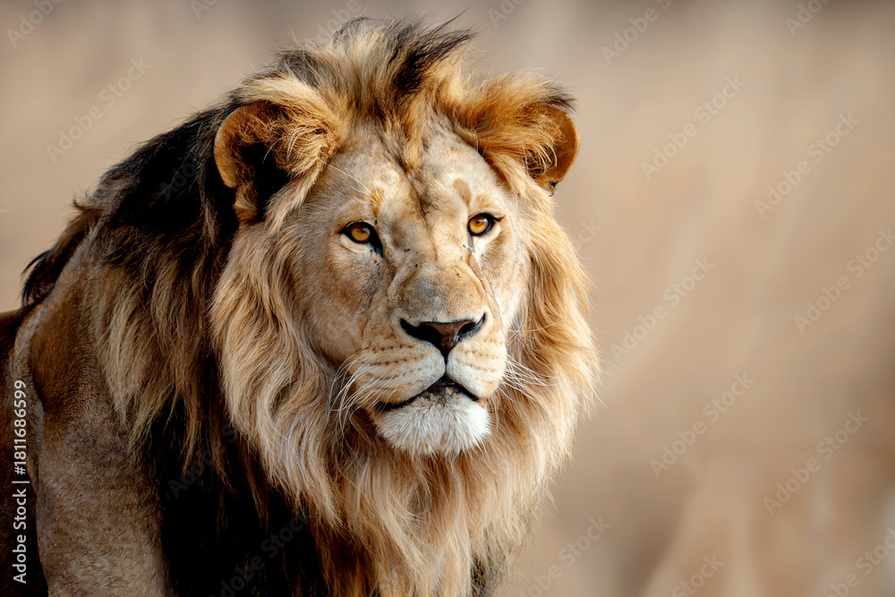 Obraz premium Majestic male lion with a magnificent mane gazes intently into the distance