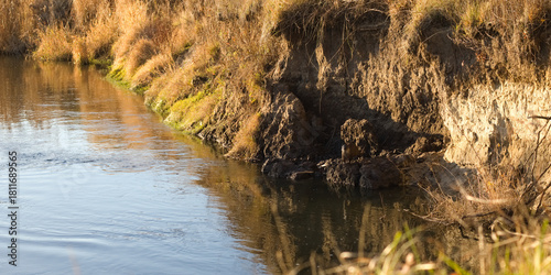 otter on the river bank, grass in the water, reds in the river at autumn time